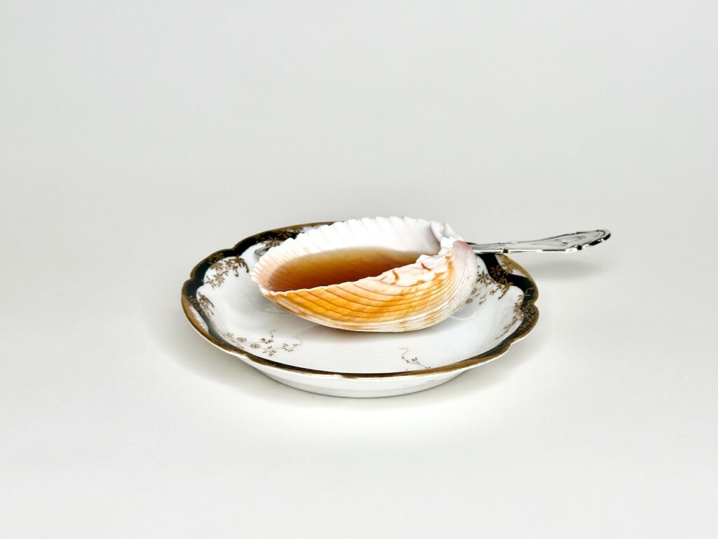 Muschel, zur Teetasse umfunktioniert